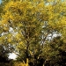 Sophora Japinica